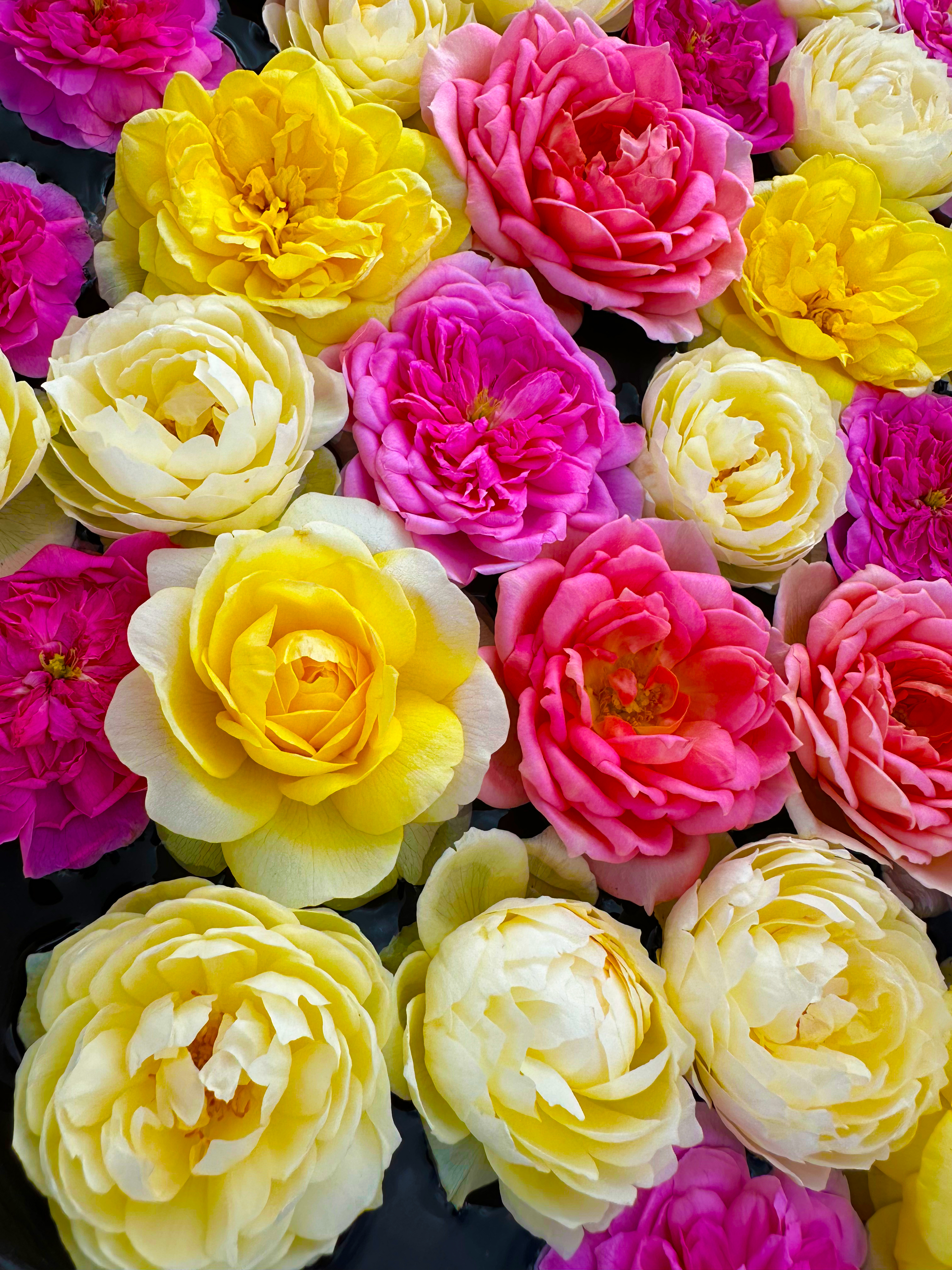 色とりどりの花